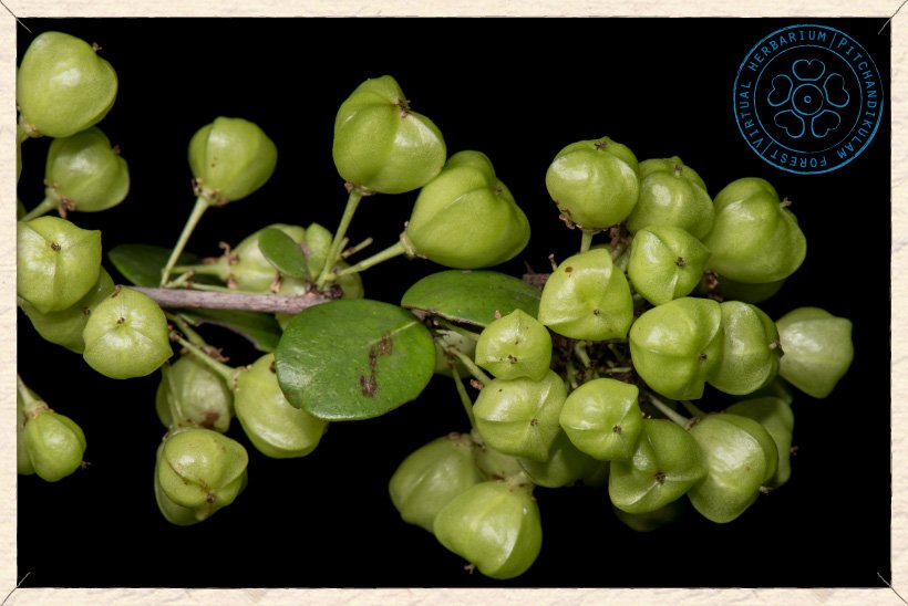 Gymnosporia emarginata green fruits