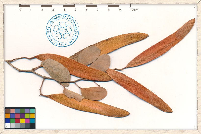 Hardwickia binata fruits