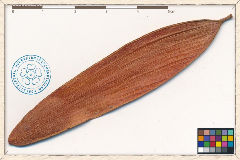 Hardwickia binata fruit