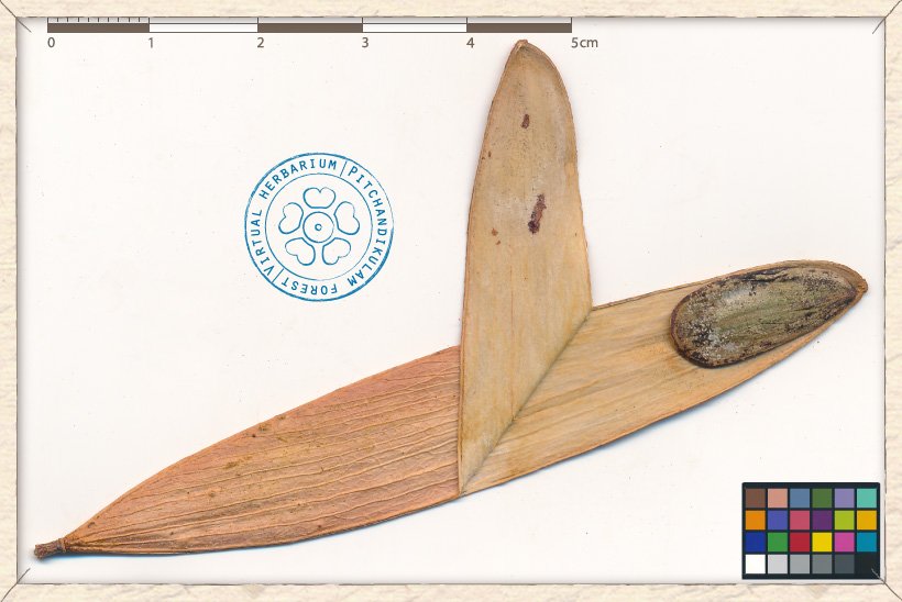 Hardwickia binata open fruit