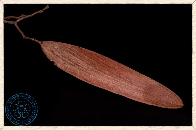 Hardwickia binata fruit