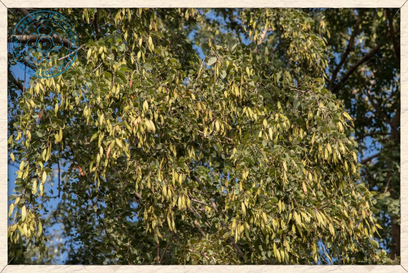 Hardwickia binata unripe fruits