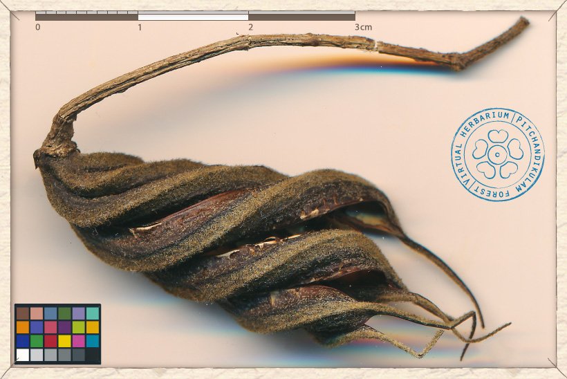 Helicteres isora ripe fruit