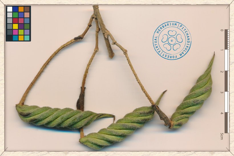 Helicteres isora unripe fruits