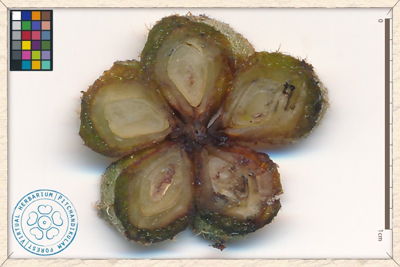 Helicteres isora unripe fruit transversal section