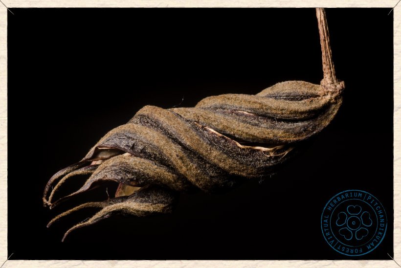 Helicteres isora ripe fruit