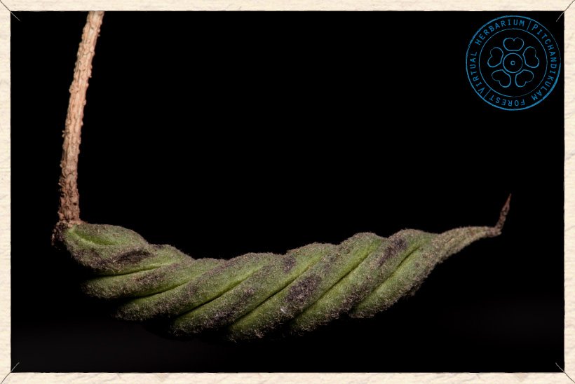 Helicteres isora unripe fruit