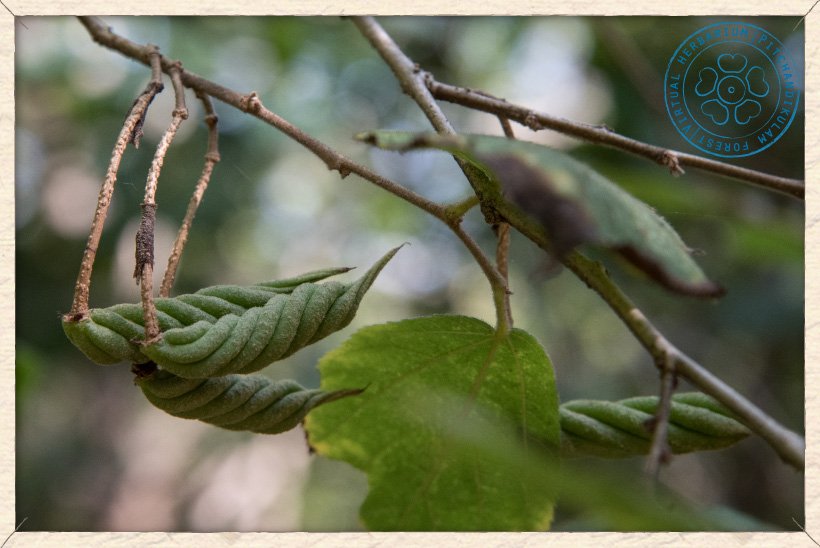 Helicteres isora unripe fruits