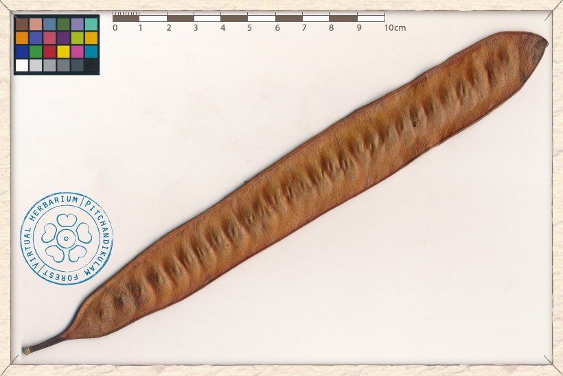 Leucaena leucocephala ripe fruit