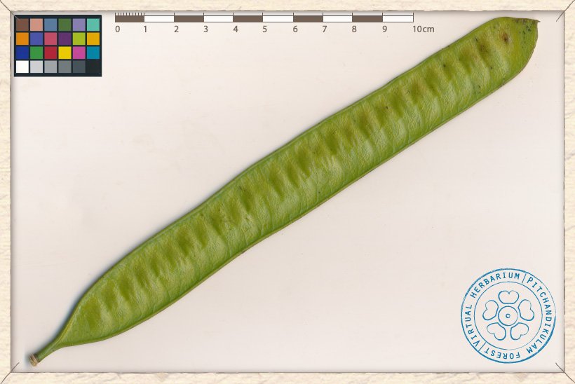 Leucaena leucocephala unripe fruit