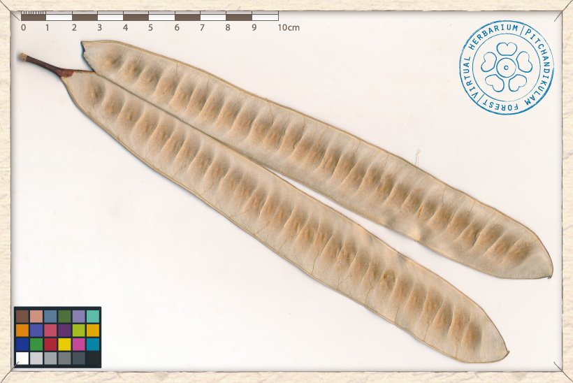 Leucaena leucocephala open fruit (seedless)