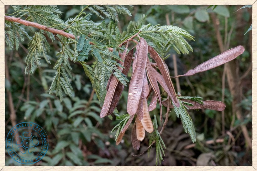 Leucaena leucocephala ripe fruits