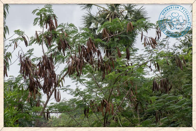 Leucaena leucocephala fruiting branches