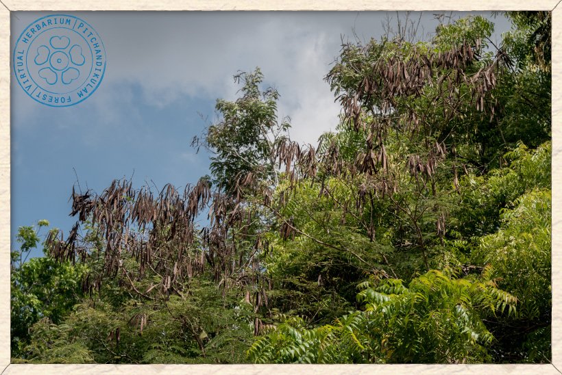 Leucaena leucocephala in fruit