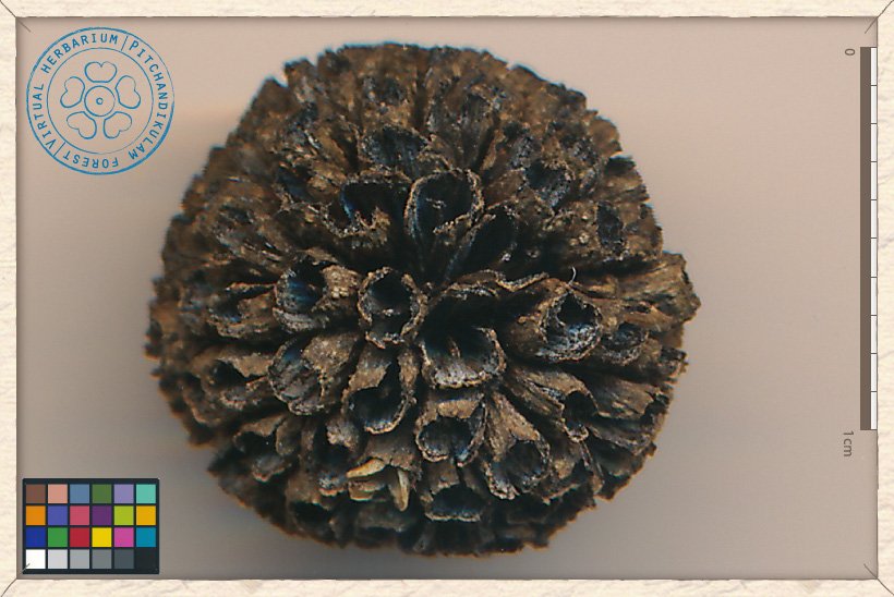 Mitragyna parvifolia infructescence