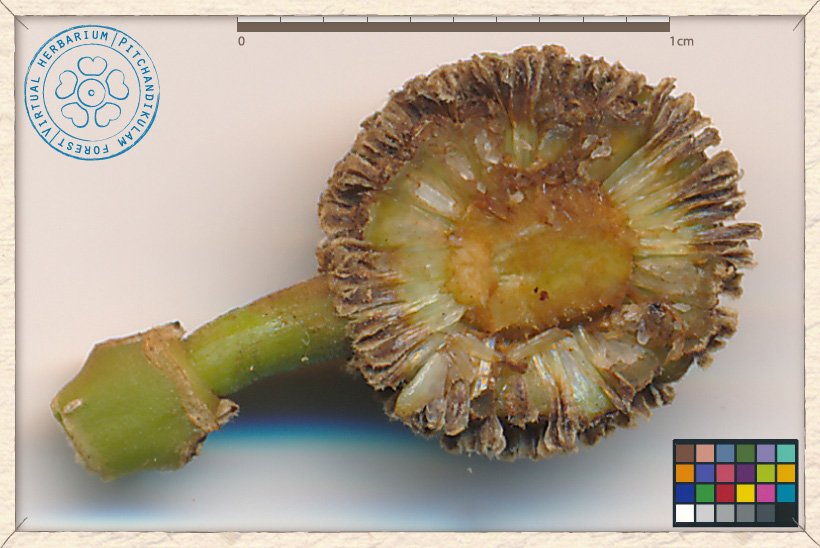 Mitragyna parvifolia infructescence section