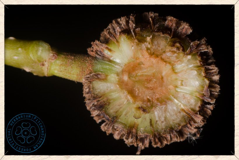 Mitragyna parvifolia infructescence section