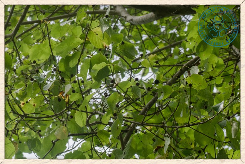 Mitragyna parvifolia in fruit