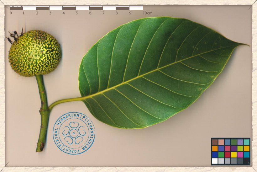 Neolamarckia cadamba pseudocarp (false-fruit)