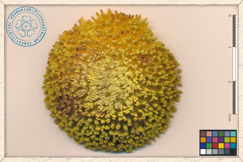 Neolamarckia cadamba pseudocarp (false-fruit)