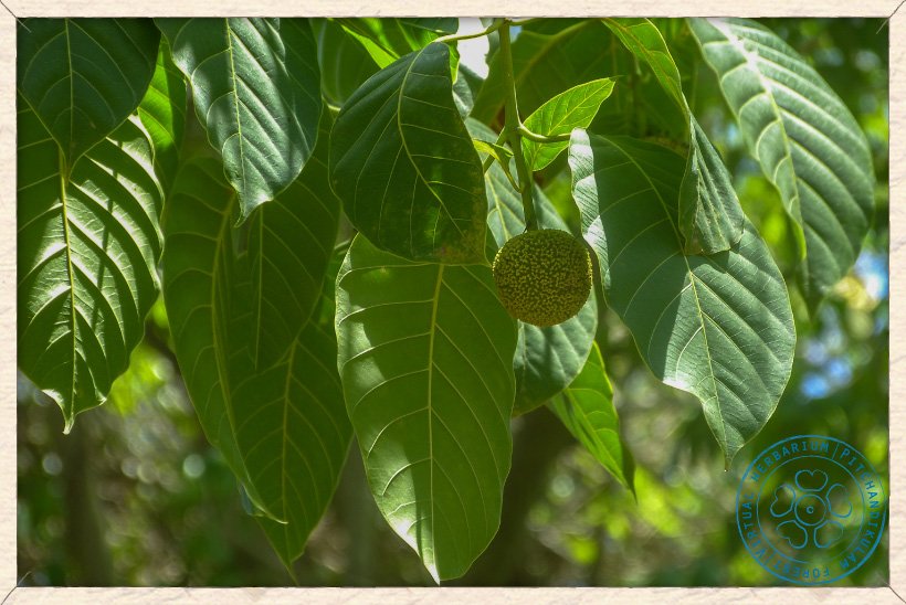 Neolamarckia cadamba fruiting branchlet