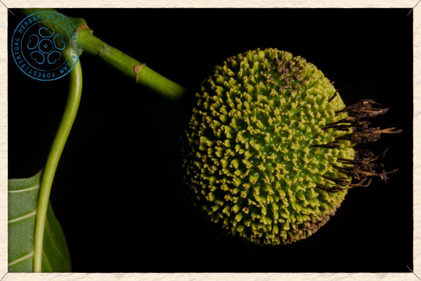 Neolamarckia cadamba pseudocarp (false-fruit)