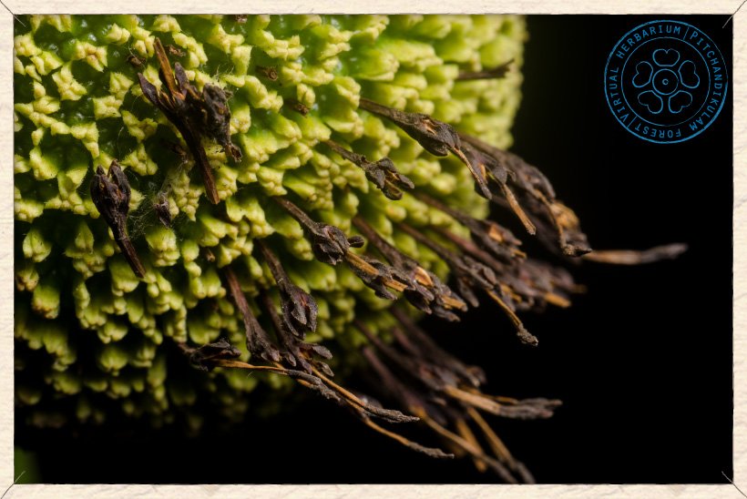 Neolamarckia cadamba pseudocarp with dried corolla