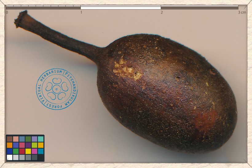 Monoon longifolium ripe fruit