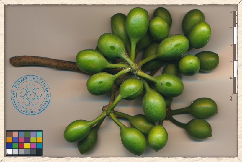 Monoon longifolium unripe fruits