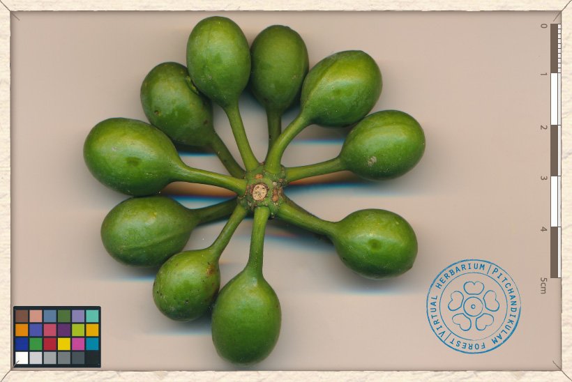 Monoon longifolium infructescence (unripe)