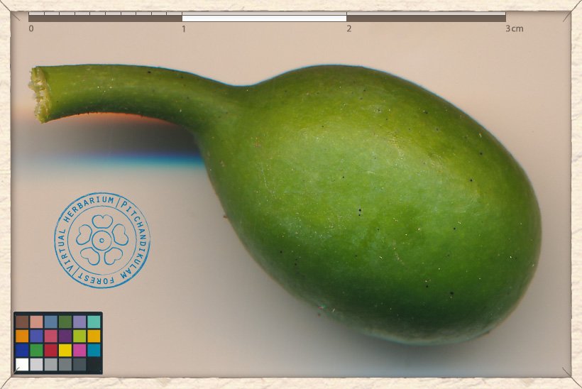 Monoon longifolium unripe berry