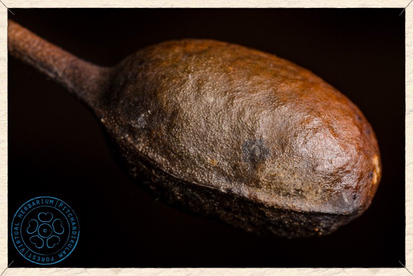 Monoon longifolium ripe berry