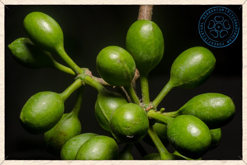 Monoon longifolium unripe fruits