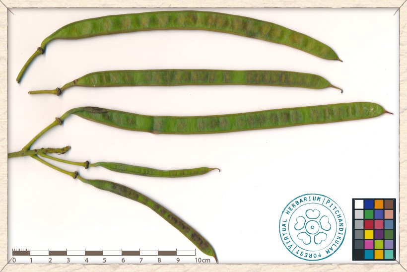 Senna siamea immature fruits