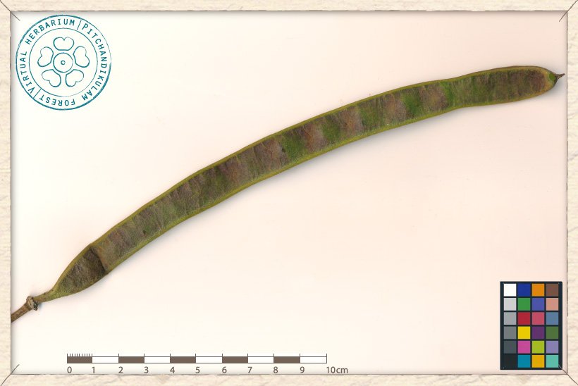 Senna siamea pod (almost ripe)