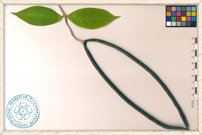 Wrightia tinctoria fruiting twig