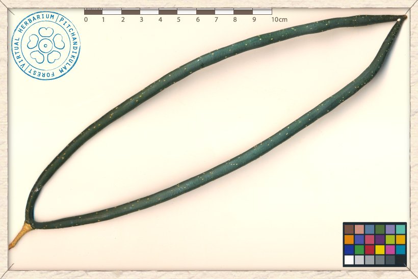 Wrightia tinctoria fruit