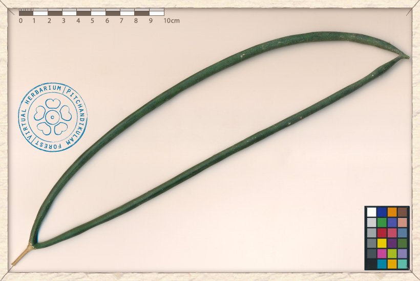 Wrightia tinctoria unripe fruit