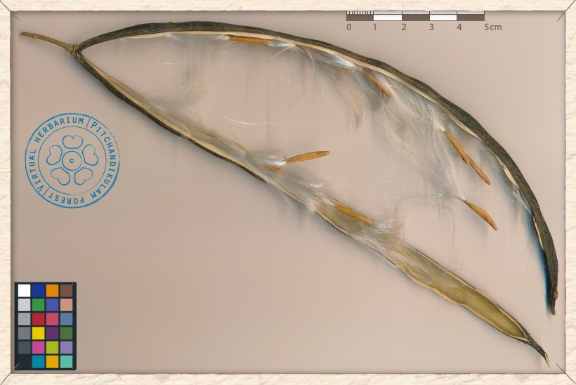 Wrightia tinctoria ripe and open fruit