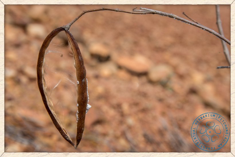 Wrightia tinctoria ripe fruit releasing the seeds