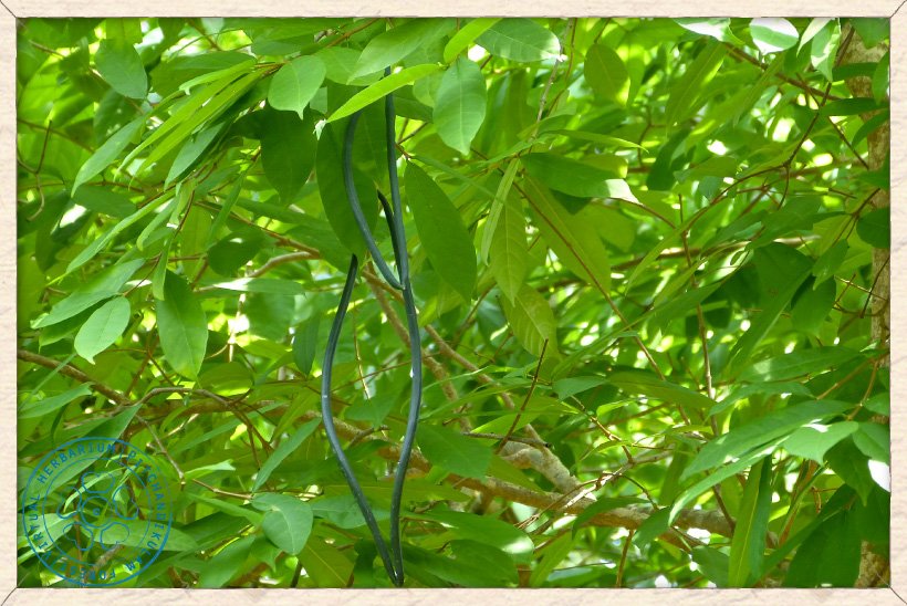 Wrightia tinctoria hanging unripe fruits