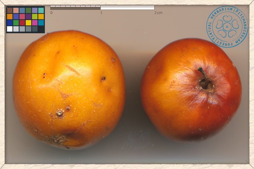 Ziziphus jujuba ripe fruits