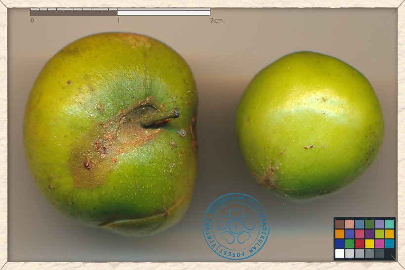 Ziziphus jujuba unripe fruits