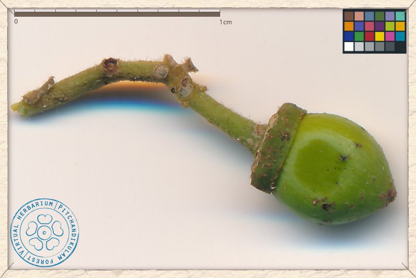 Ziziphus jujuba young fruit