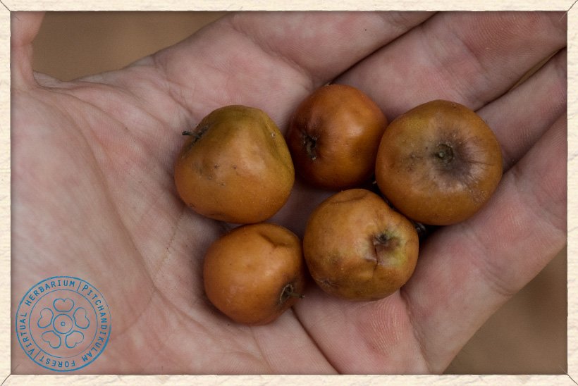 Ziziphus jujuba ripe fruits