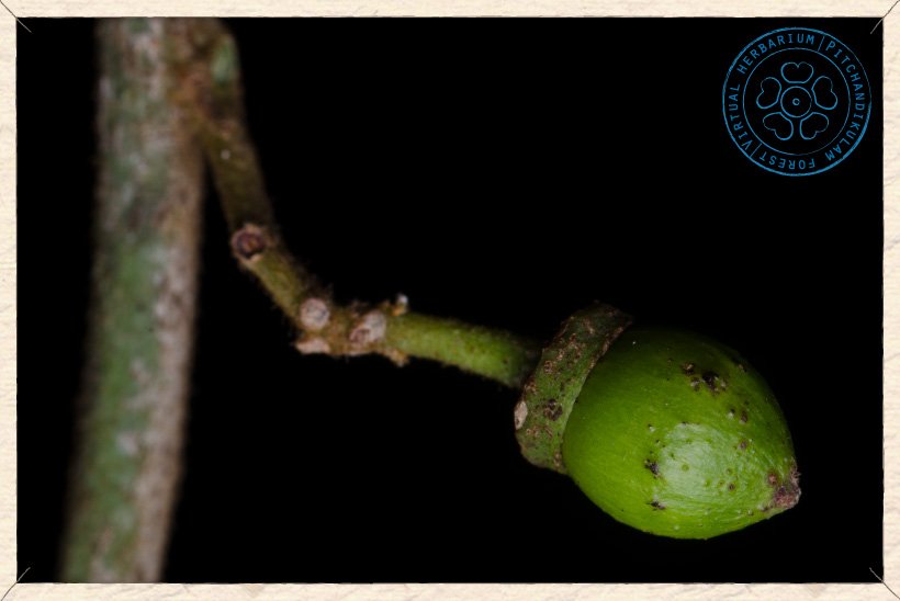 Ziziphus jujuba young fruit