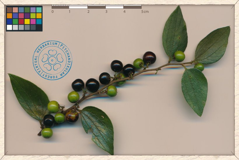 Ziziphus oenopolia fruiting branchlet