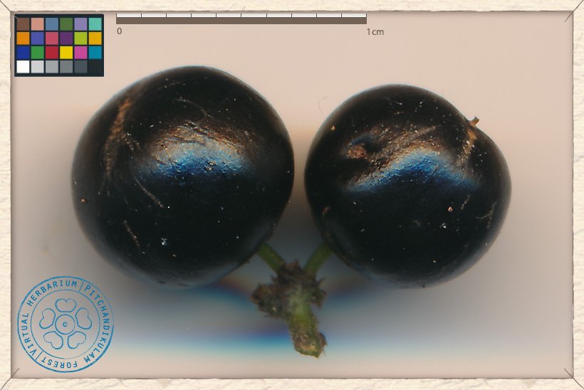 Ziziphus oenopolia ripe fruits