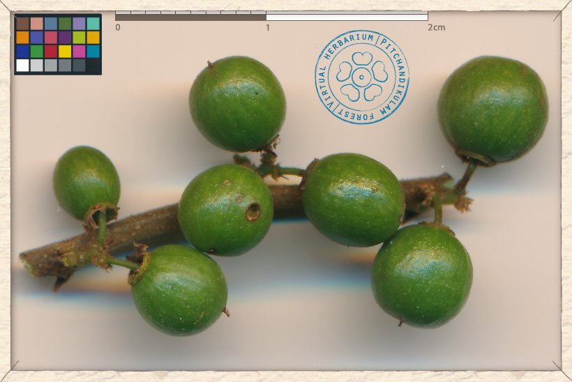 Ziziphus oenopolia unripe fruits