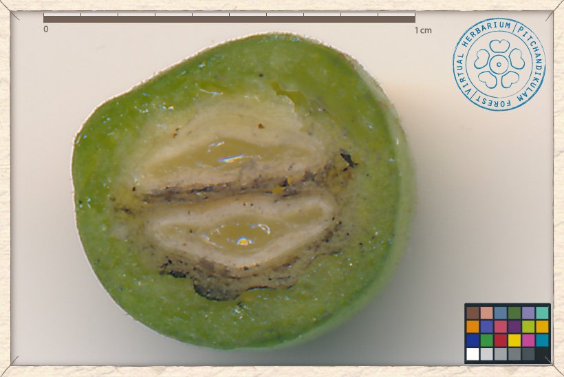 Ziziphus oenopolia unripe fruit transversal section